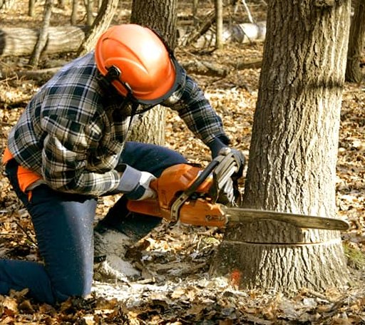 Tree Removal in Barnesville, PA